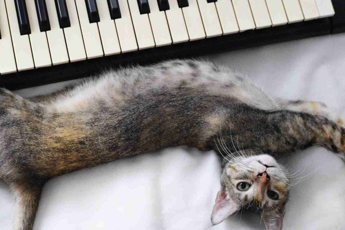 music hobby, cat next to piano
