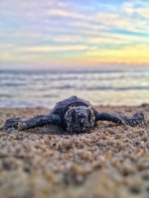baby turtle in sand, beach