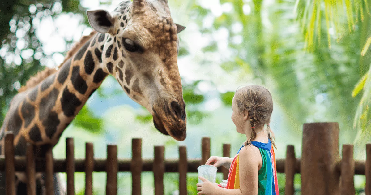 girl feeding giraffe at zoo, a type of park