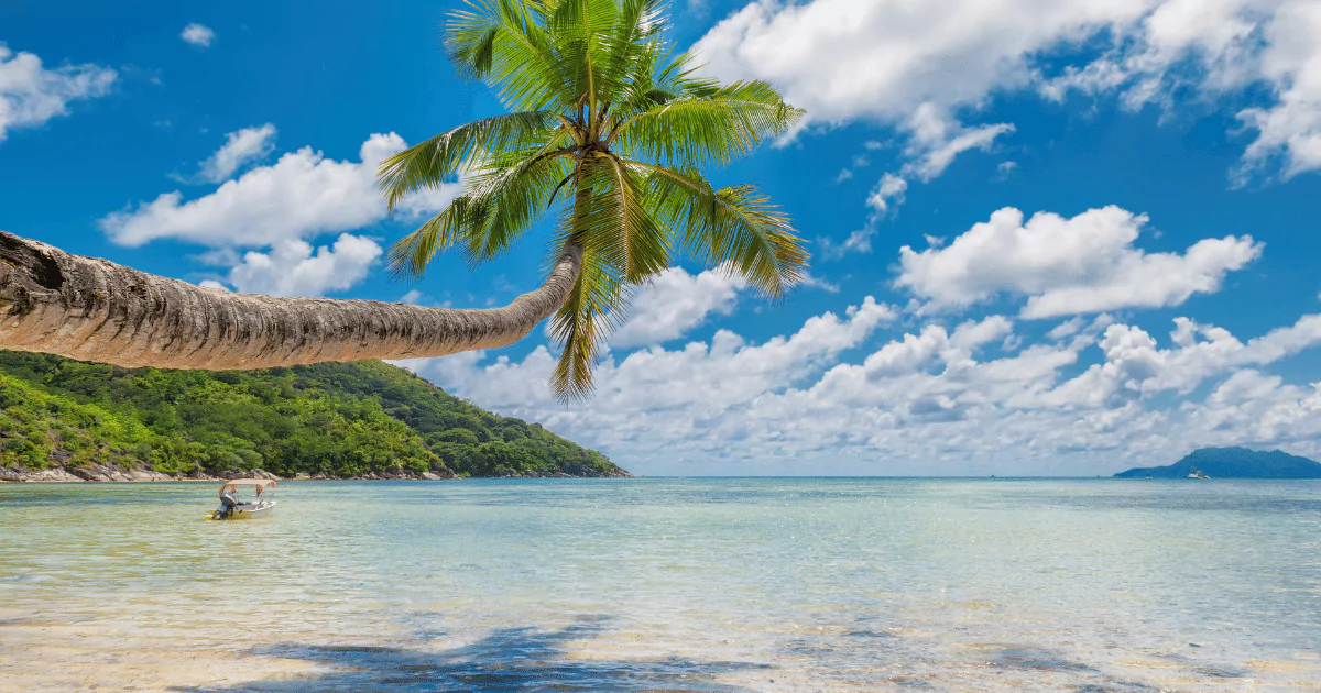A man is fishing on a beach, palm tree over tropical water
